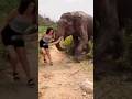 Angry Elephant Attack On Lady Viral Elephant