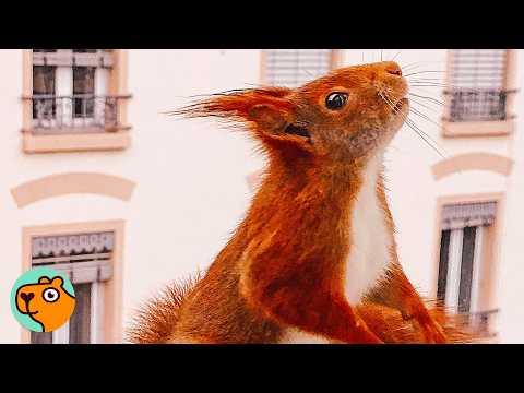 Squirrel Surprises Man With a Special Gift In His Window | Cuddle Buddies