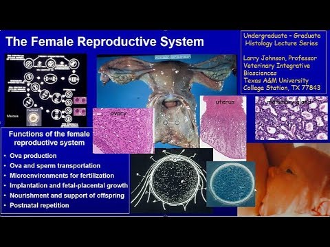 26. Female Reproduction Lecture