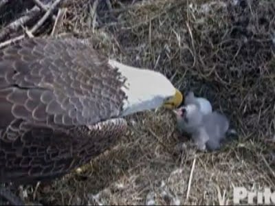 Raw: Bald Eagles Wait for Second Chick to Hatch - YouTube