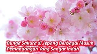 Download lagu Bunga Sakura di Jepang Berbagai Musim Pemandangan Yang Luar Biasa mp3 Download lagu Bunga Sakura di Jepang Berbagai Musim Pemandangan Yang Luar Biasa mp3