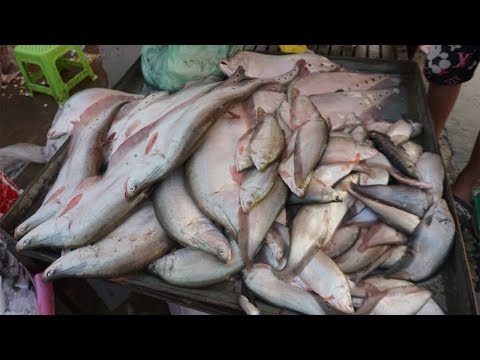 Morning Phsa Trey Prek Phnov Bridge - Walk Around Fish Market Near Prek Phnov Bridge in Morning