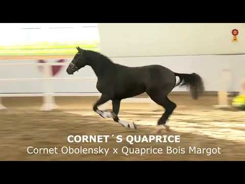 Cornet´s Quaprice (Cornet Obolensky x Quaprice du Bois Margot x Carthago)