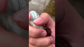 Download lagu Hujan Limbata ?! Tiba tiba ada channa limbata di atas loteng, Kok Bisa? mp3 Download lagu Hujan Limbata ?! Tiba tiba ada channa limbata di atas loteng, Kok Bisa? mp3