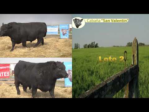 toros CABAÑA SAN VALENTIN de GARAY -