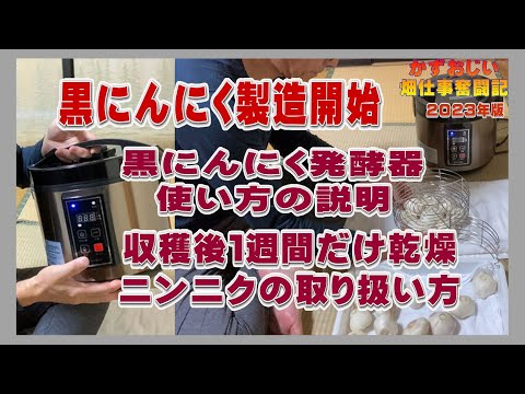 黒にんにく:発酵はこうなる 植物