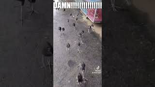 Download lagu Damn bird #bird #bird mp3