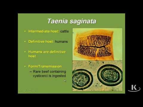 tabletták professzionális férgekhez különféle férgek és azok kezelése