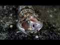Eaten Alive