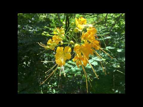 Flowers of Hawaii 2016