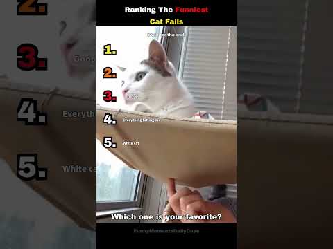 Ranking The Funniest Cat Fails