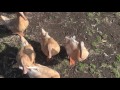 Buff Orpington Ducks Demanding Food