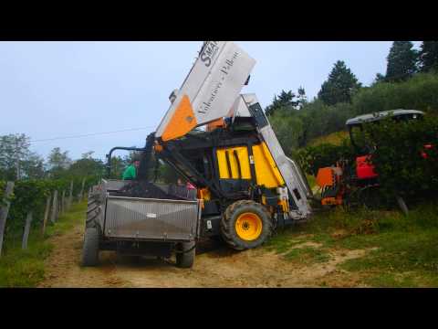Grape harvest/ Vendemia alla Villa Poneta in Tuscany