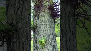 Big thorns on this locust #arborist