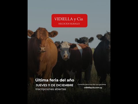 11/12/2025   Ultima feria del año - Vidiella y Cia / Local 33 en la calera - Treinta y Tres