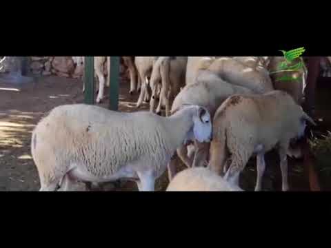 تقرير صوتي ( قناة الرسالة ) thumbnail