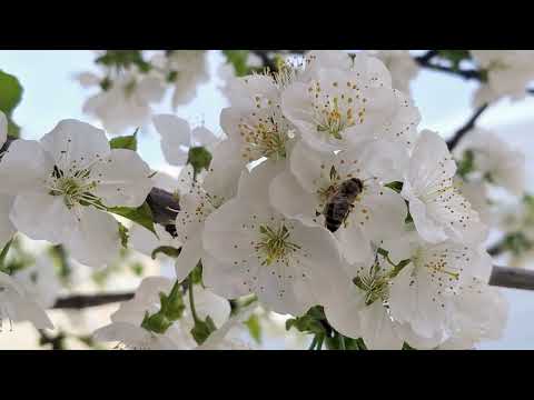 ‎@-earth.plants-animals  Prunus avium,wild cherry tree,pema e qershisë së egër(2)