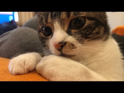 【猫】どうしてもカメラ目線が欲しい飼い主