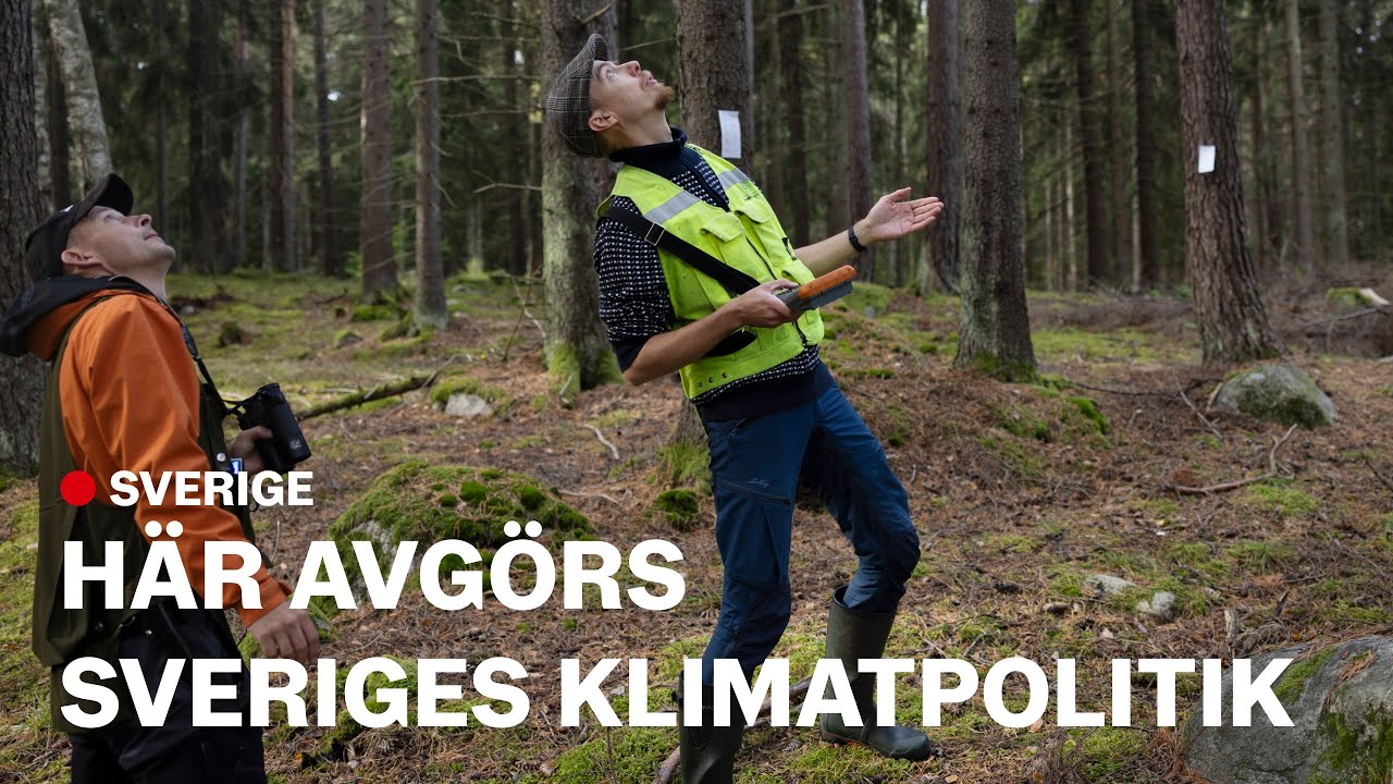 Skogen fångar mindre koldioxid – kan ge högre bensinpris