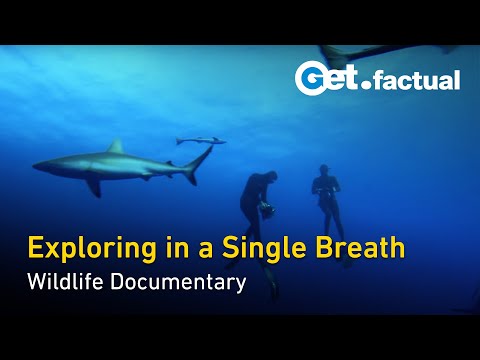 Adventure Ocean Quest - 90 min special | Full Documentary