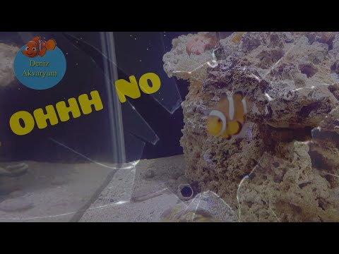 Bir Akvaryumcunun Başına Gelebilecek En Kötü Şey Geldi...!