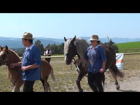 33. Findus - Goldfohlen - Schwarzwälder Kaltblut Hengstfohlen  Fohlenschau St. Märgen am 12.08.2021