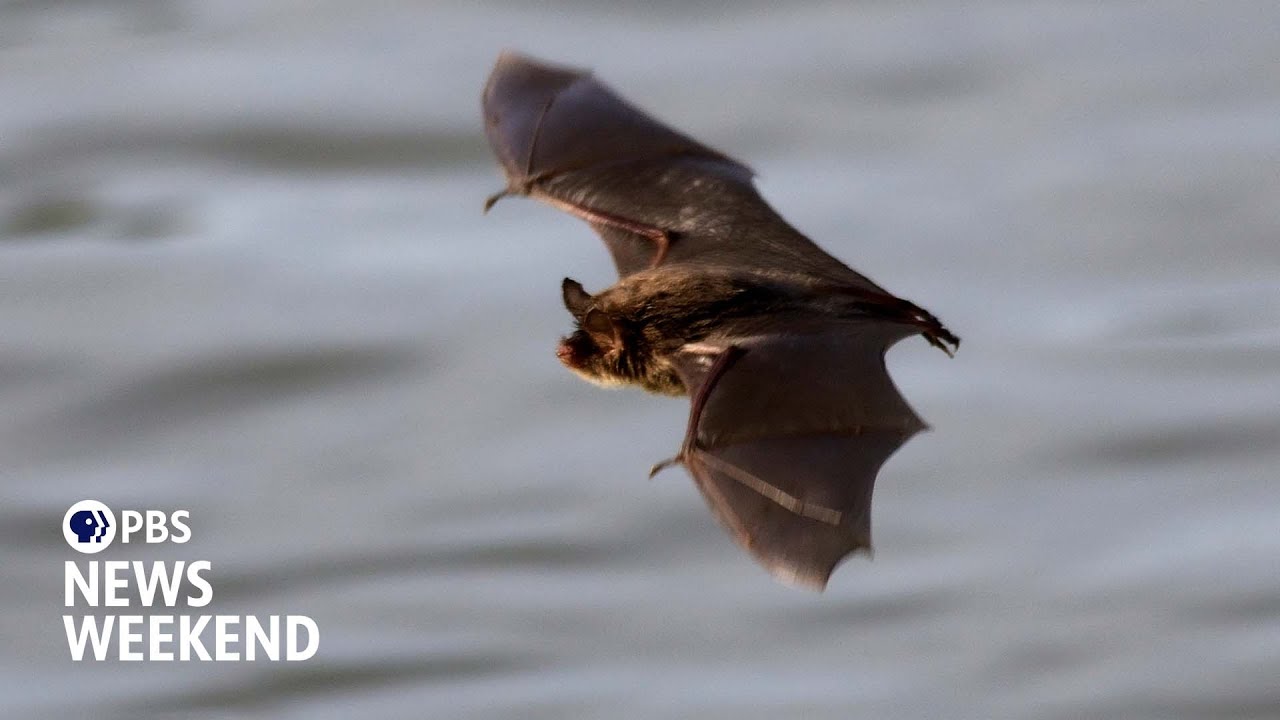Scientists search for ways to battle deadly fungus devastating North America’s bats