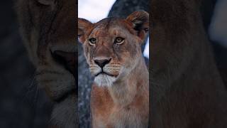 Download lagu let her go ❣️ || let her go Ringtone #music #ringtone #lion #music #viralvideos #youtube #wildlife mp3