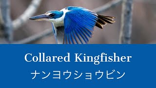 Collared kingfisher at Chonburi Thailand