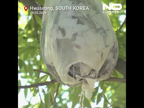 Video Thumbnail: N.Korea sends over 200 balloons carrying trash over to S.Korea