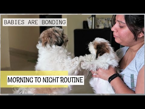 How My Two Babies Are Getting Along | My Dogs' Morning To Evening Routine Video