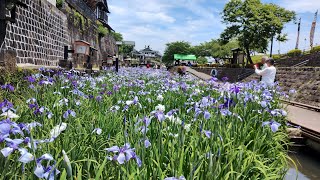 20250606 熊本県 玉名市 高瀬裏川水際緑地公園 6.6万本 花菖蒲祭り