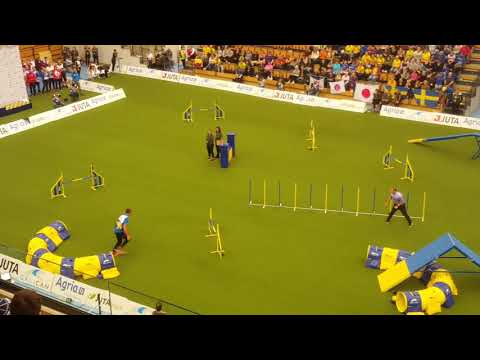 EIRA 1st place Nicola Giraudi Large Agility AWC 2018