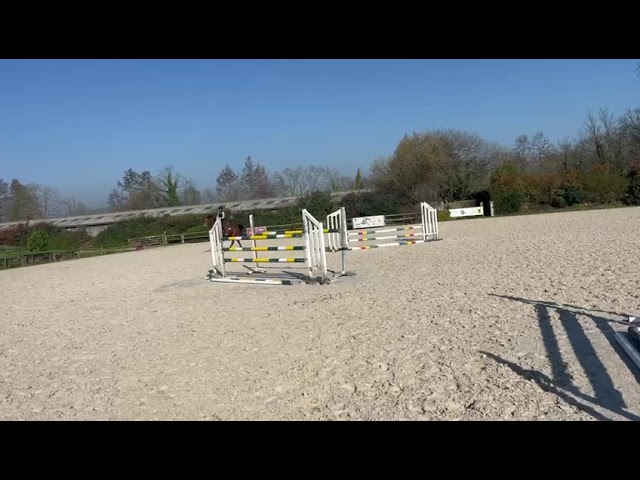 Mare Selle Fran&ccedil;ais For sale 2019 Bay