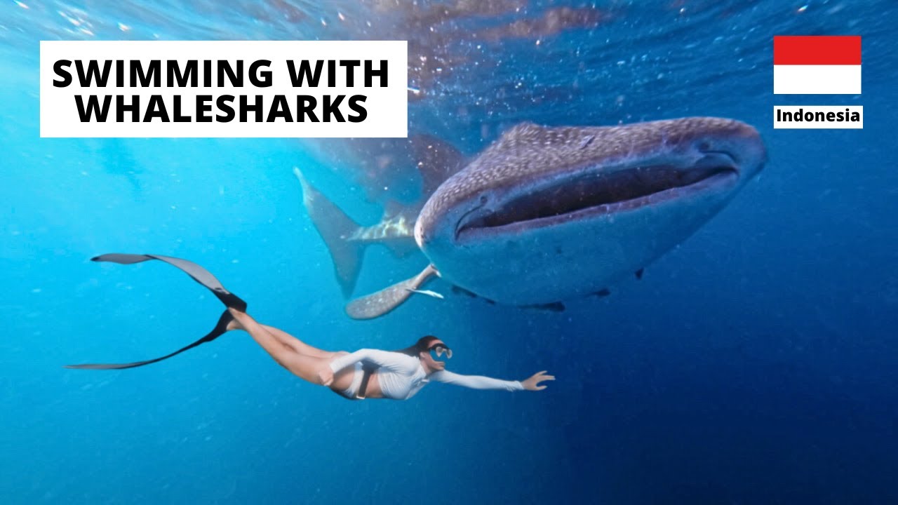 Watch: Swimming with Whale Sharks