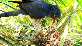 Download lagu SANGAT DI SAYANGKAN, ANAK BURUNG DIMAKAN OLEH ELANG PREDATOR  mp3