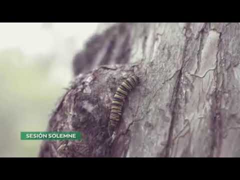 Desfile Escolar La Molina 2019