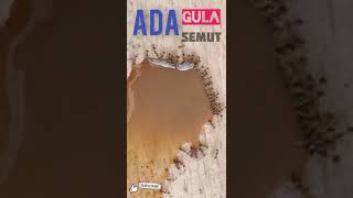 Download lagu Ada gula ada semut #Shorts mp3