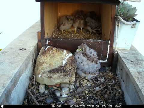 KESTREL CHICKS PLAY LEAPFROG!
