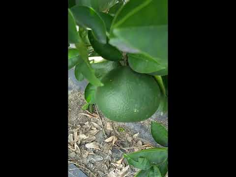 果物の木を植える、桃、アプリコット、花、早春