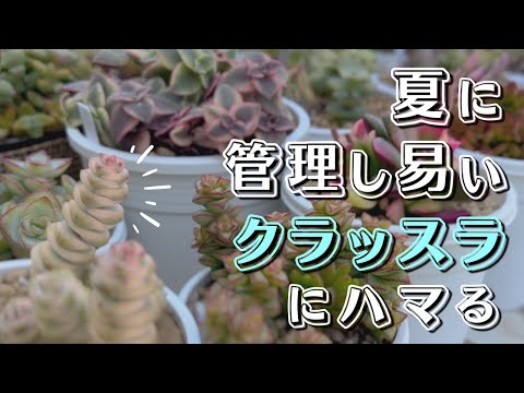 園芸 クラッスラ仏陀寺院