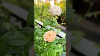 早晨的 #羅倫卡布羅爾 & 傍晚的 #茱麗葉