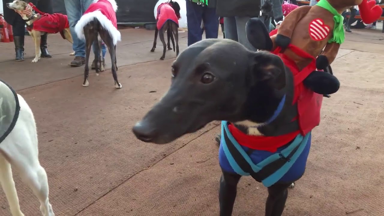 Rochester Christmas Market 2016