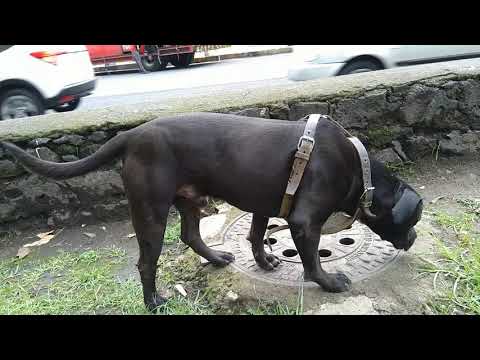 3 step. how you DOG !. Where can go for pooping,Paing  urinate out side you aparment