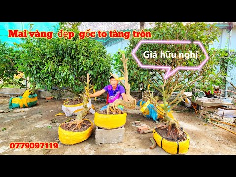 Mai vàng gốc to tàng tròn đẹp giá hữu nghị ngày 29/4 a Ba Lượm |Mai vàng Thanh Tâm