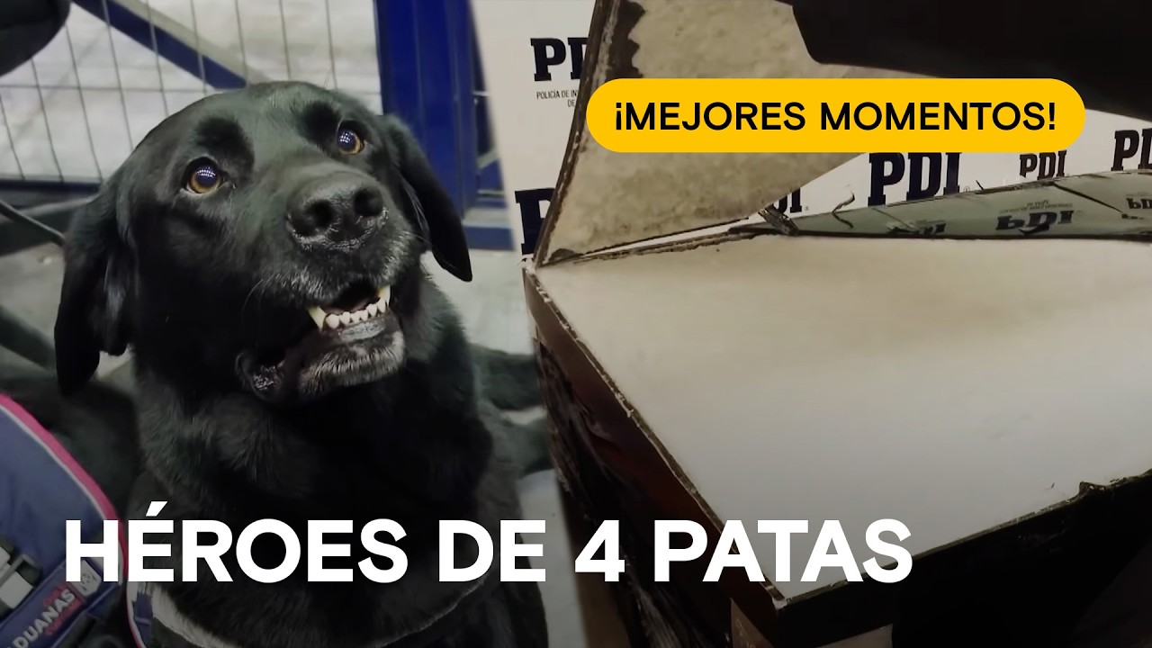 Perros vs Narcotráfico: Los hallazgos más impactantes en la terminal de cargas🛑¡ALTO! FRONTERA CHILE
