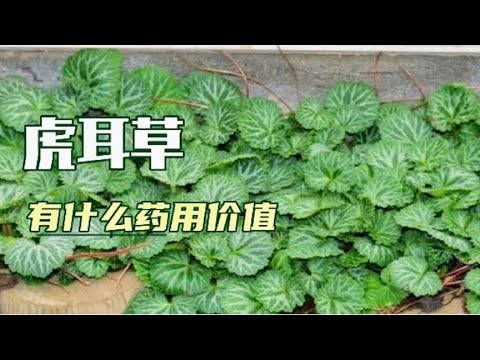 虎耳面相