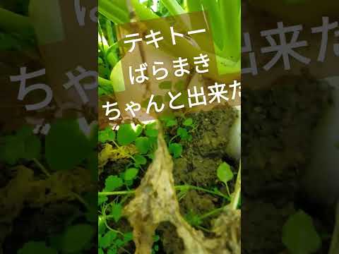 カブ 植物