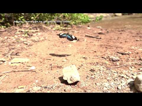 ドリスドクチョウの飛翔　Heliconius doris