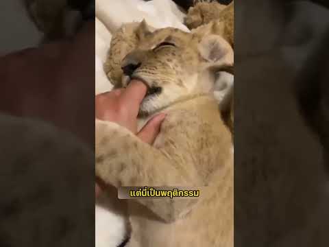 รู้หรือไม่! เสือก็ชอบดูดนิ้ว #สัตว์โลกน่ารัก